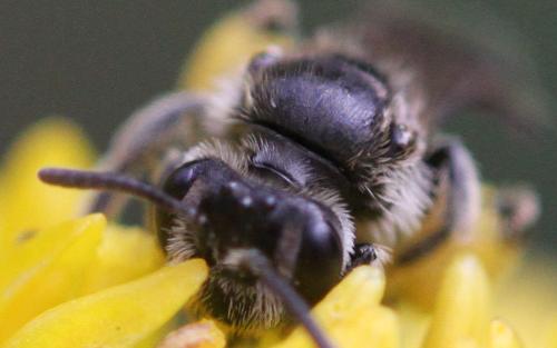 Andrena sp.